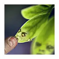 Leaf Bite - design