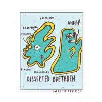 Dissected Brethren - design