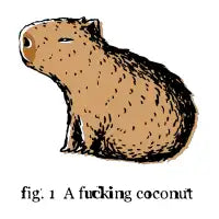 A coconut capybara - design