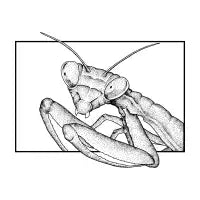A Mantis - design