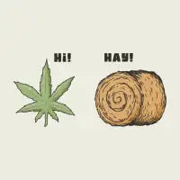 Hi, Hay! - design