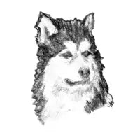 Alaskan Malamute - design
