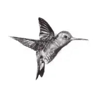 Colibri - design