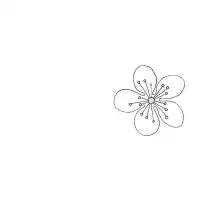 Cherry Blossom Blush - design