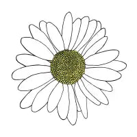 Daisies - design