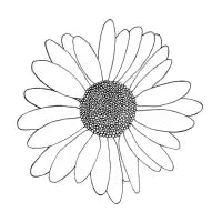 Daisy White - design