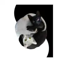 Yin Yang Cats - design