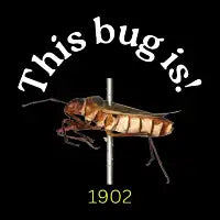 This Bug Is! (White Text) - design