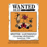 WANTED: Spotted Lanternfly - design