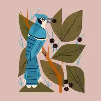 Blue Jay And Berries - design