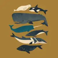 Whales Ahoy - design