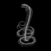 Snake Skeleton (Noir) - design