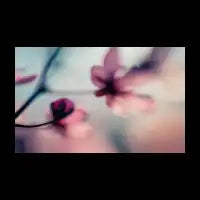 Texture: Flowers 001 - design