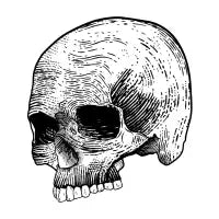 Skull - design