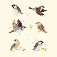 Sparrow bird multiple Poses - design