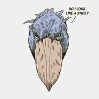 Shoebill - design