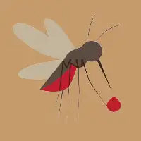 Mosquito - design