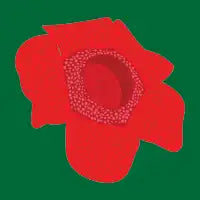 Rafflesia - design