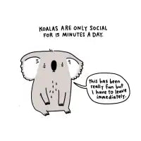 Antisocial Koala - design