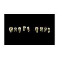 Sally Face - Teeth - design