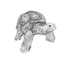tortu - design