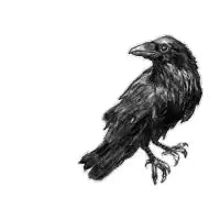Raven - design