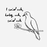 White winged dove - design