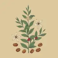 Coffee Tree - design