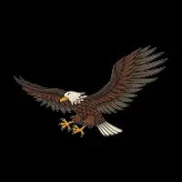 Eagle Attacking - design