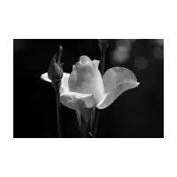 Penelope - design