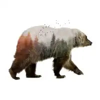 Bear - design