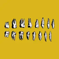 Teeth - design