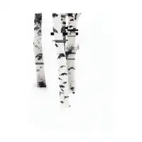 SILVER BIRCHES - design
