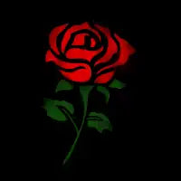 Urban Red Rose - design