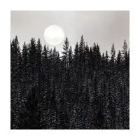 Dark Forest - design