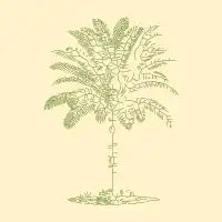 palmtree - design