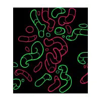 Morphonica - design