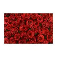 Rose Passion - design
