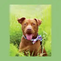 Tatum The Good Boy - design