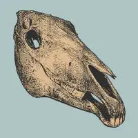 Horse Skull - design