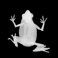 Frog - design