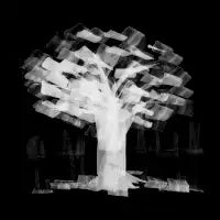 Summer Tree - design