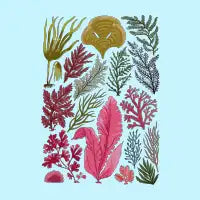 42022 Seaweed - design