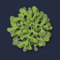Lettuce - design