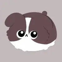 Border Collie - design