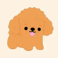 Poodle - design
