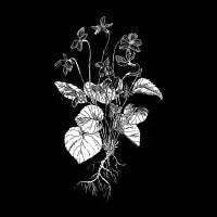 Common Blue Violets - design