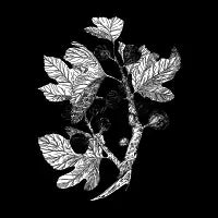 Fig Branch - design