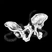 Serpent Rampant - design