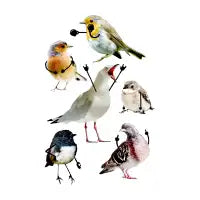 Birds with Arms - design
